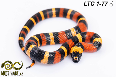 hadi na prodej, mládě, lampropeltis triangulum campbelli, korálovka sedlatá , Apricot, Pueblan Milksnake, český chov hadů, odchov hadů, mojihadi.cz,